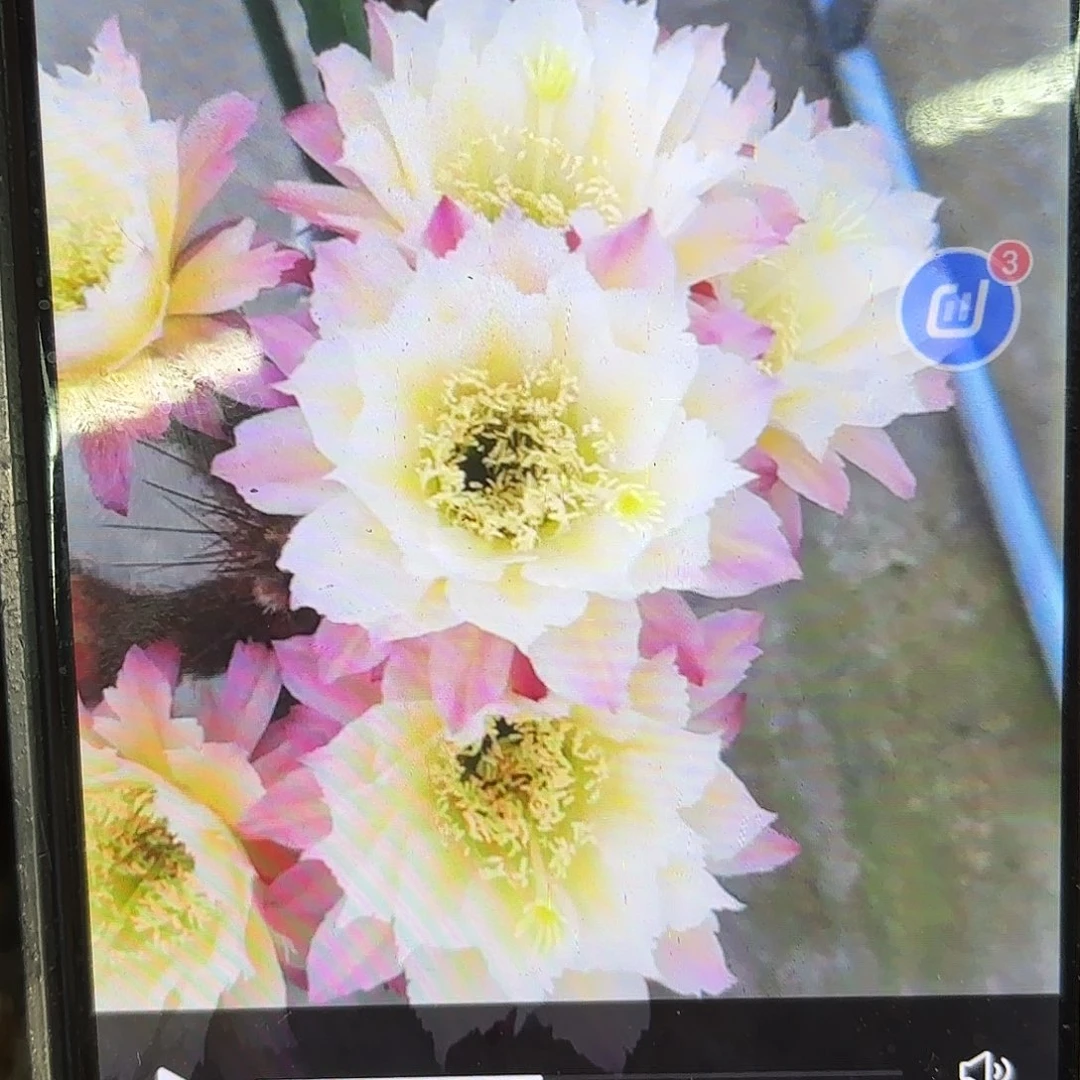 126毛侧牙20包邮仙人球4