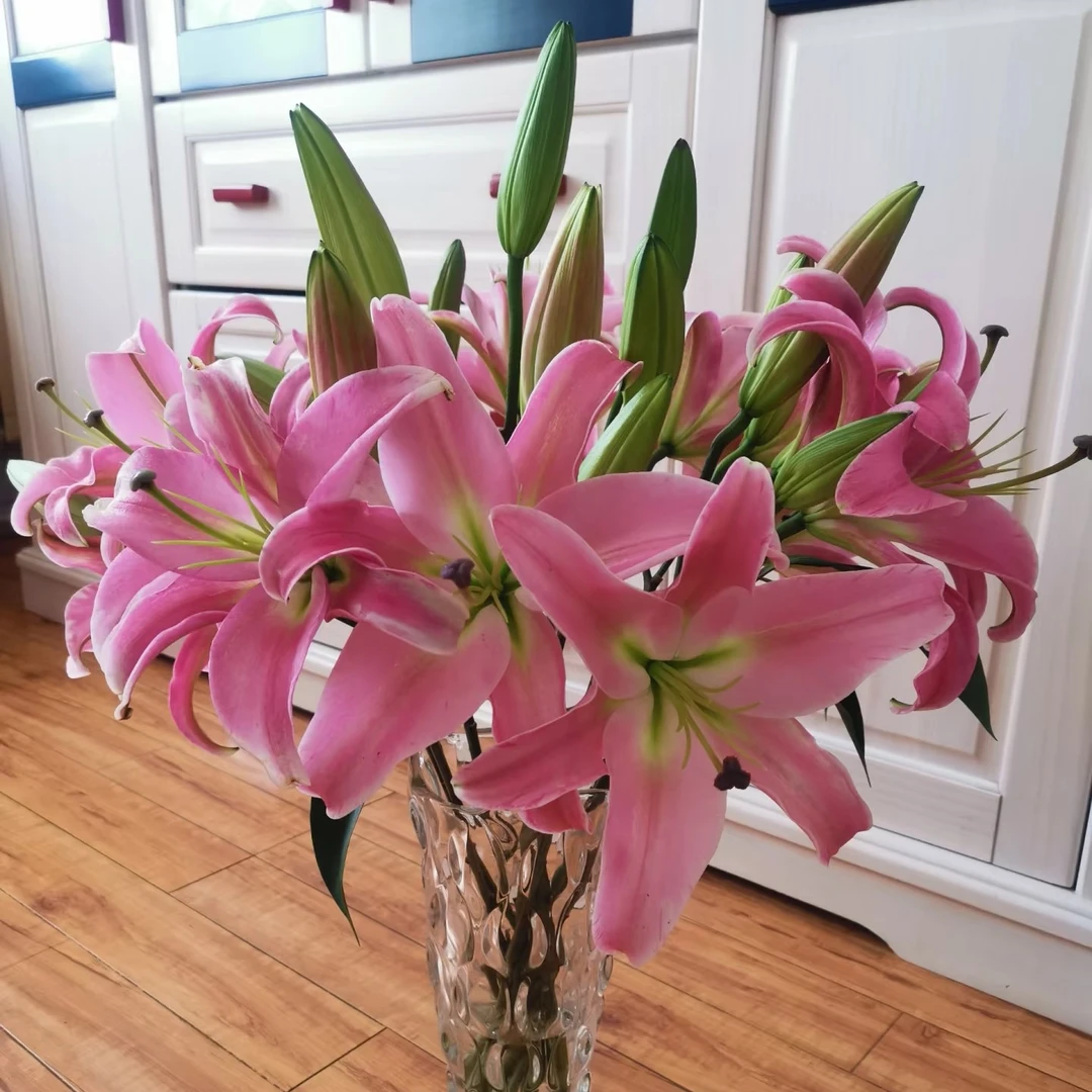 【普拉芬多】粉色浓香型百合鲜花东北辽宁基地直发顺丰包邮