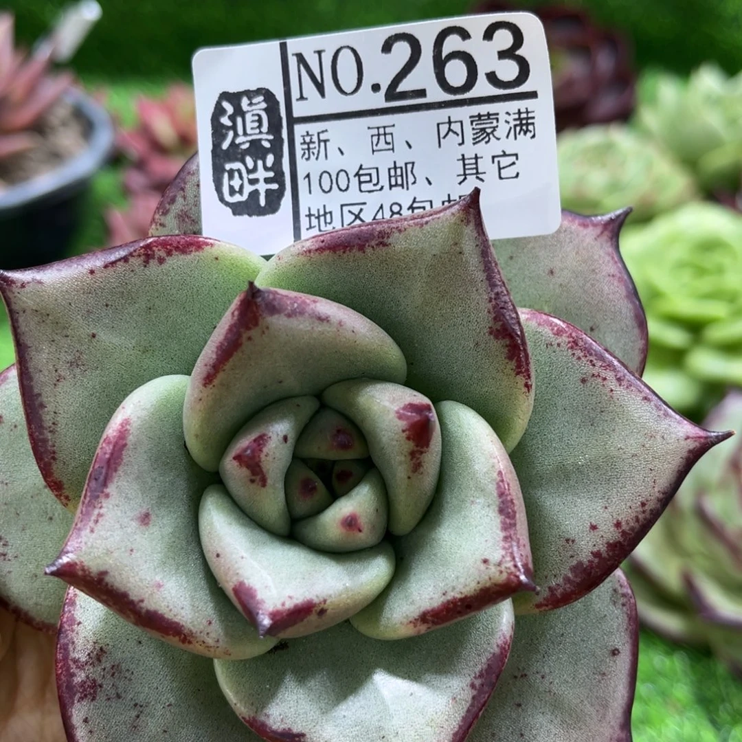 263……………………………………美乌