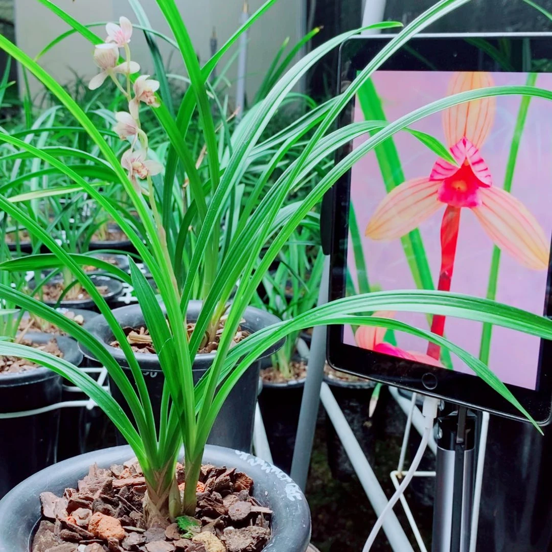 当前无花栽培后可以开花