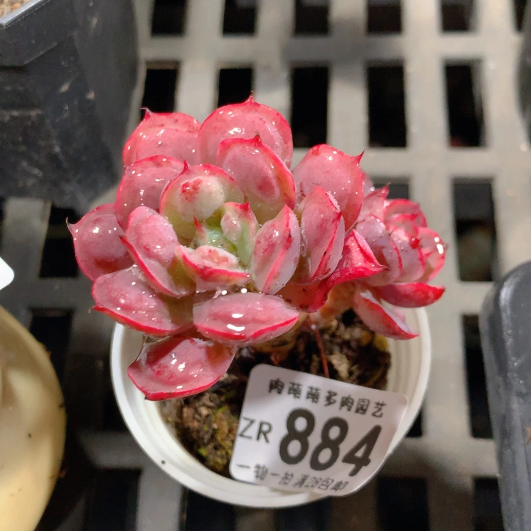 5CM拇指盆精控多肉ZR884