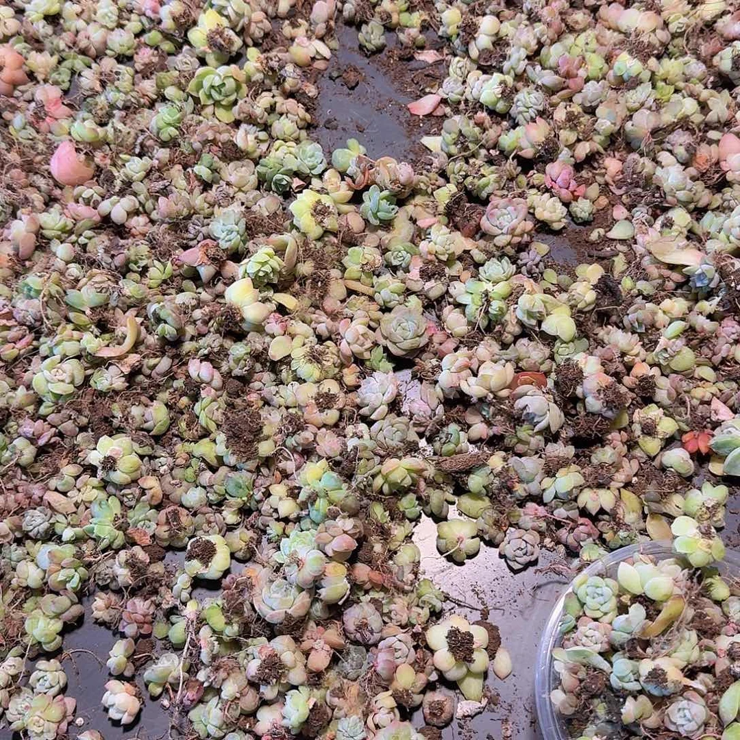 饭盒小苗保底50颗福利
