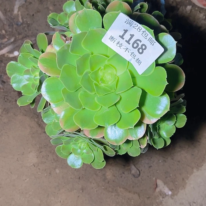 1168香妃多肉植物保护