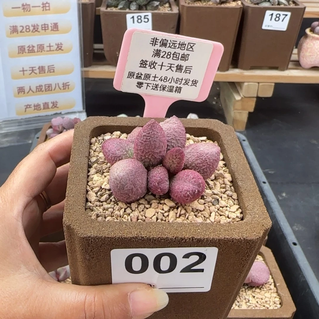 002糖果多肉的植物