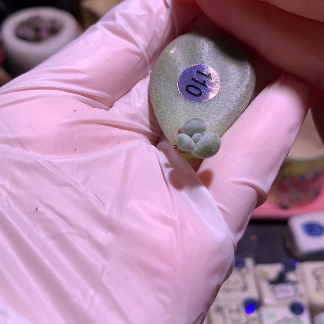 110 油煎奶酪多肉哦