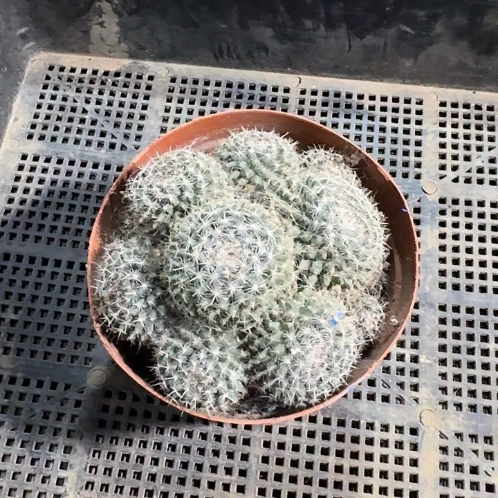 天****玉翁仙人球群生多头一棵