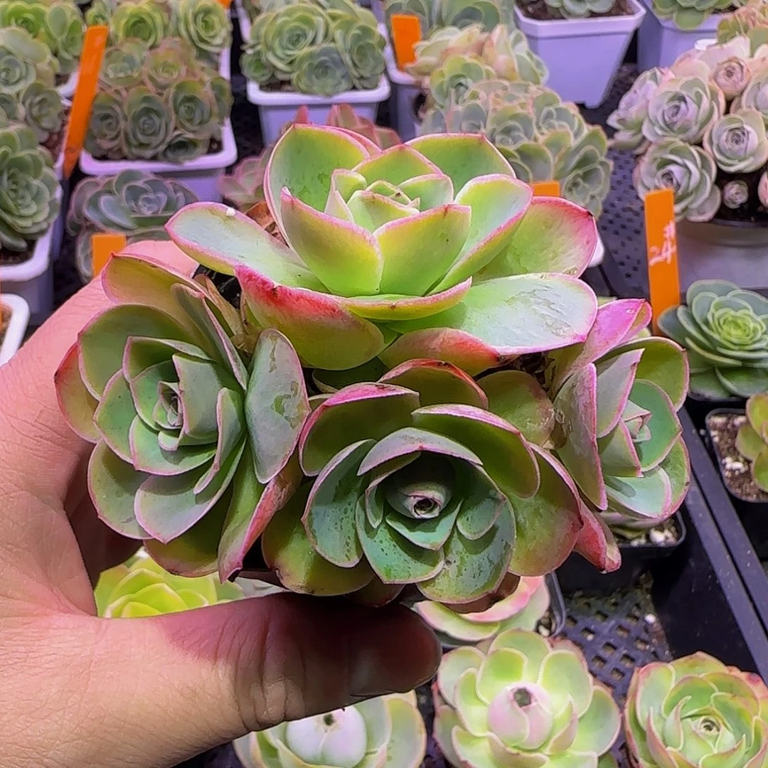 琶基 玻璃心慎拍非偏远包邮