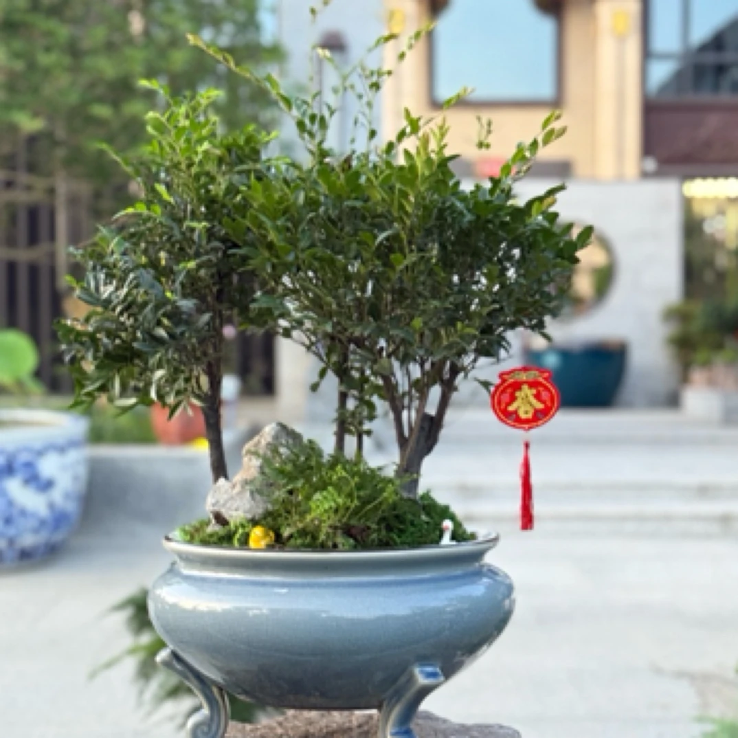 多杆紫檀盆栽适合室内观赏绿植