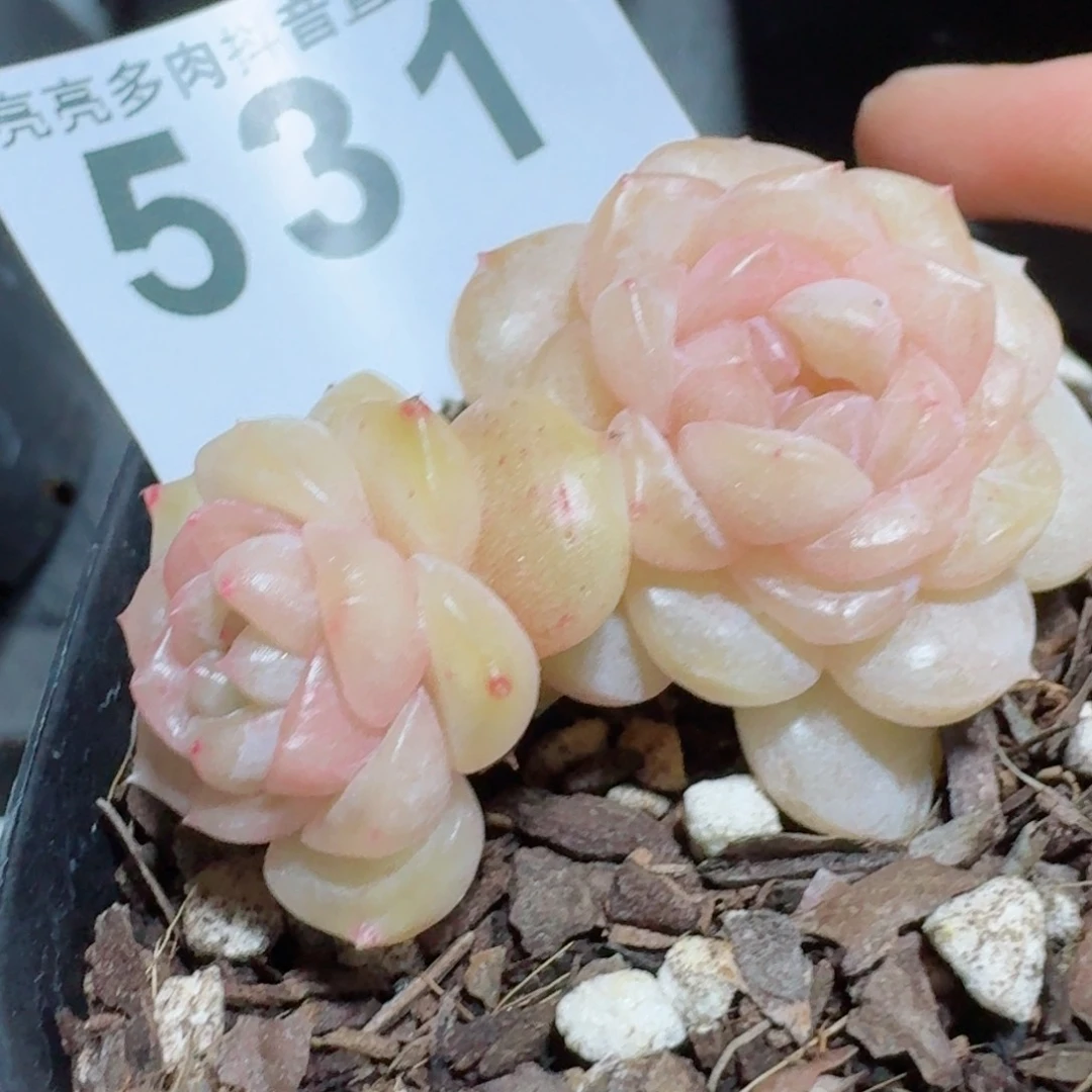 桃乐乐         精品多肉