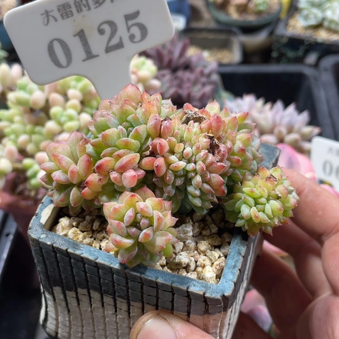 0125甘露缀不带盆8厘米