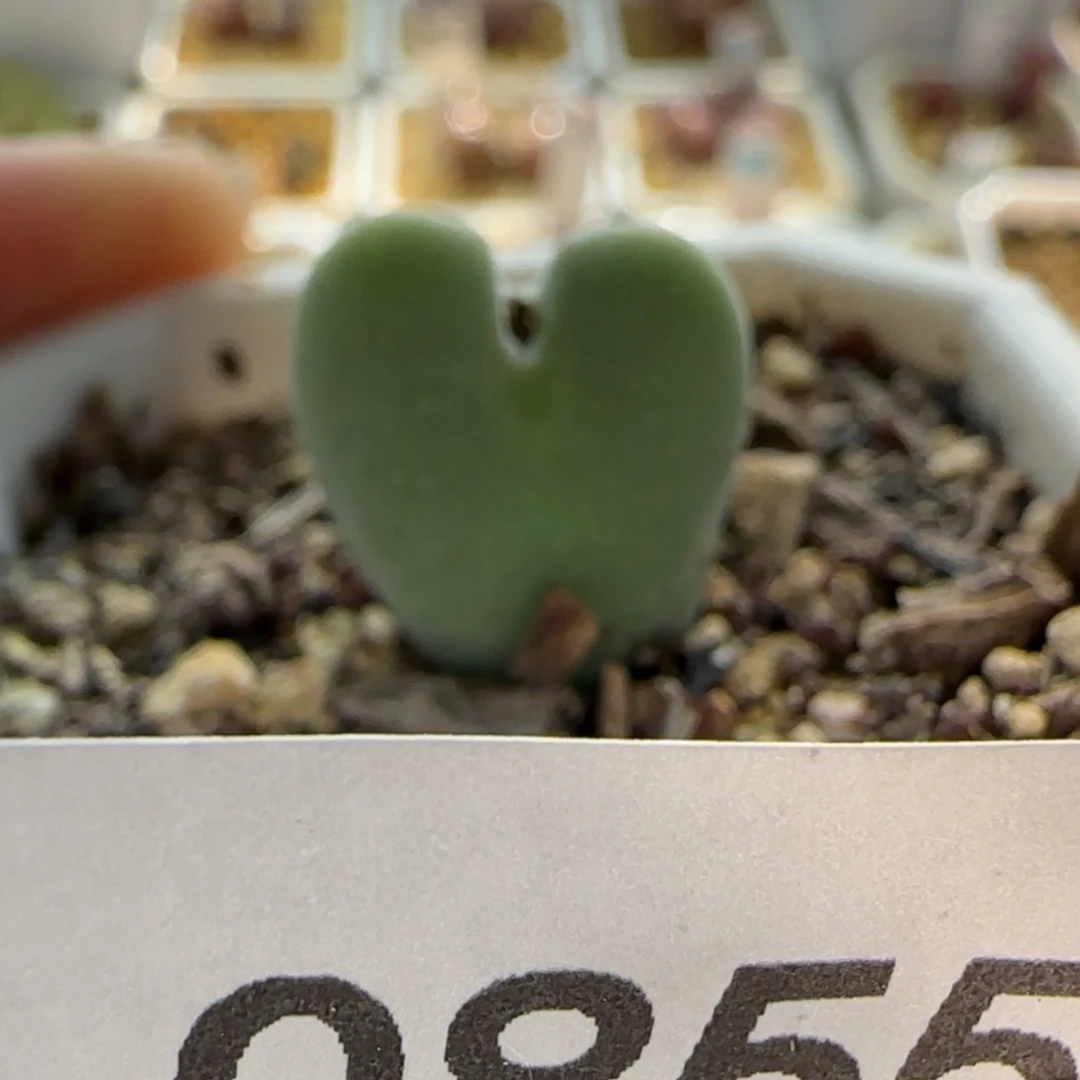 【闪购商品】0855原始毛将