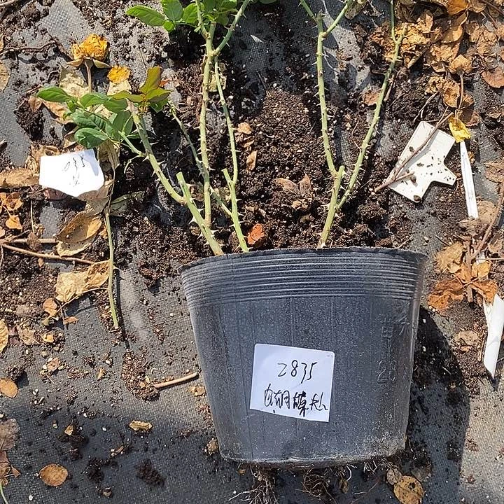 完全开放月季花花