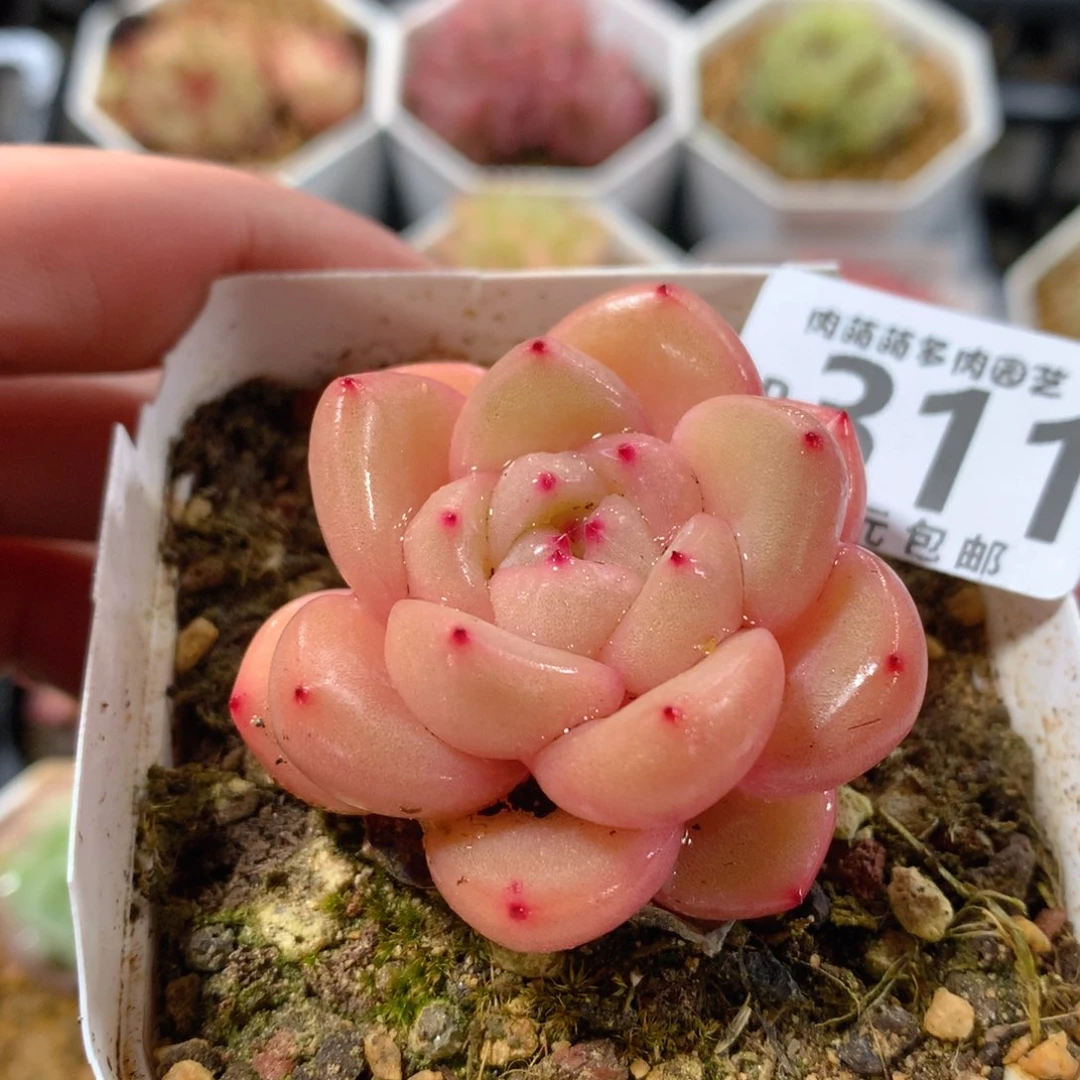 肉萌萌拇指盆精控多肉YR311
