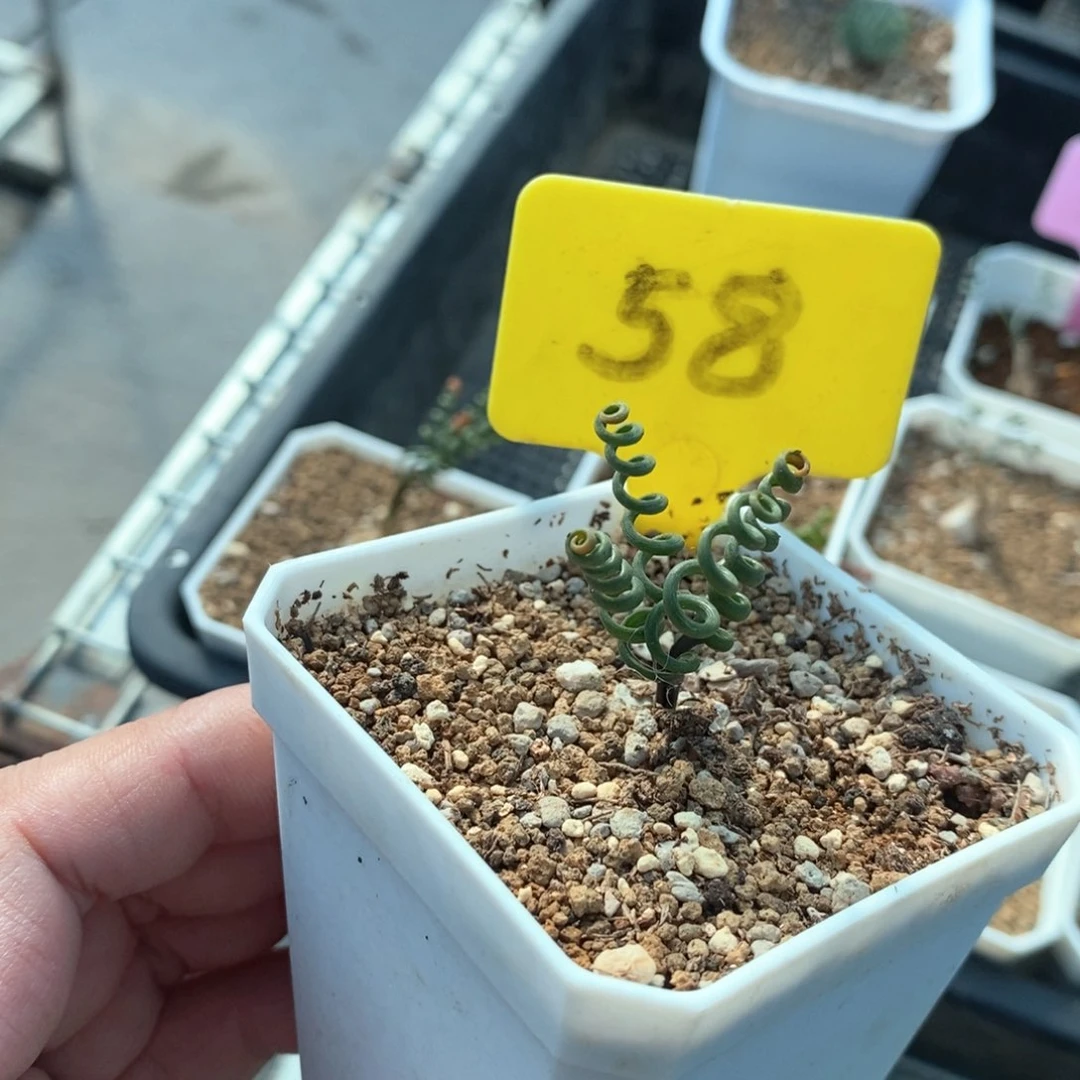 钢丝弹簧草多肉植物