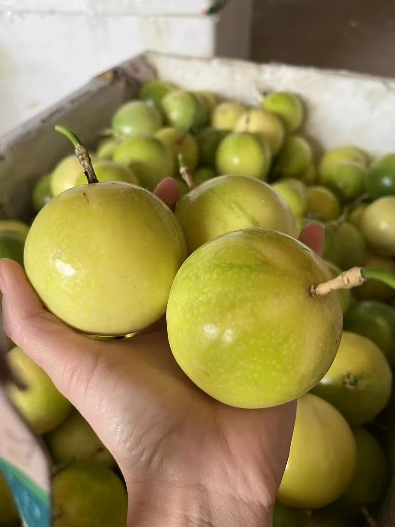 海南钦蜜9号黄金新鲜现摘酸甜多汁应季小孩孕妇维生素c水果