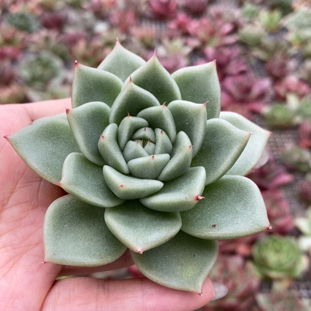 无花朵35包邮、需凑单、不满发货