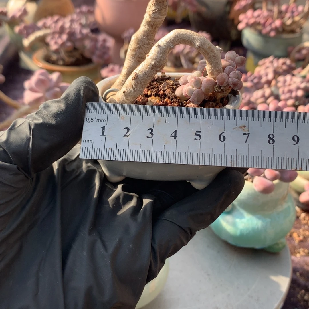 80号带盆偏远地区不包邮的