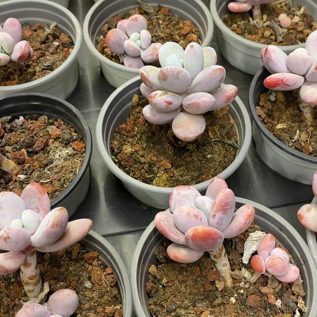 80。雪美人。单双混发。福利多多