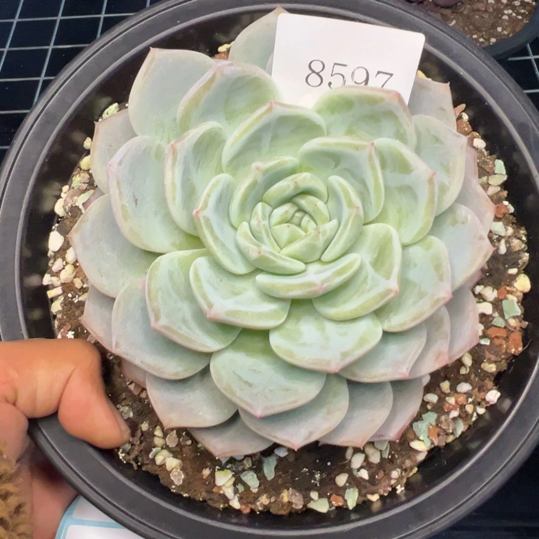 用****08597多肉多多多多