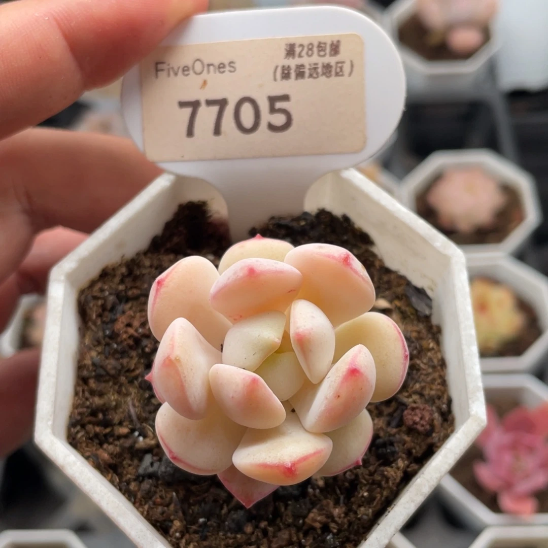 香草7705-4.0厘米