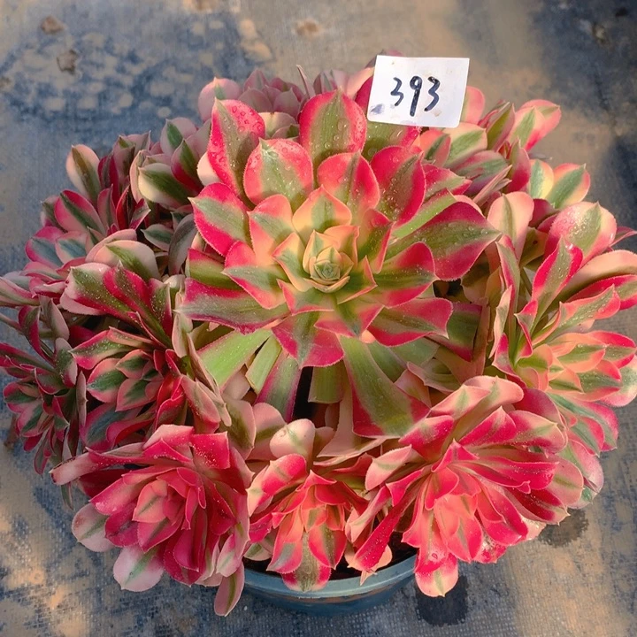 383精控粉女巫捧花朵朵