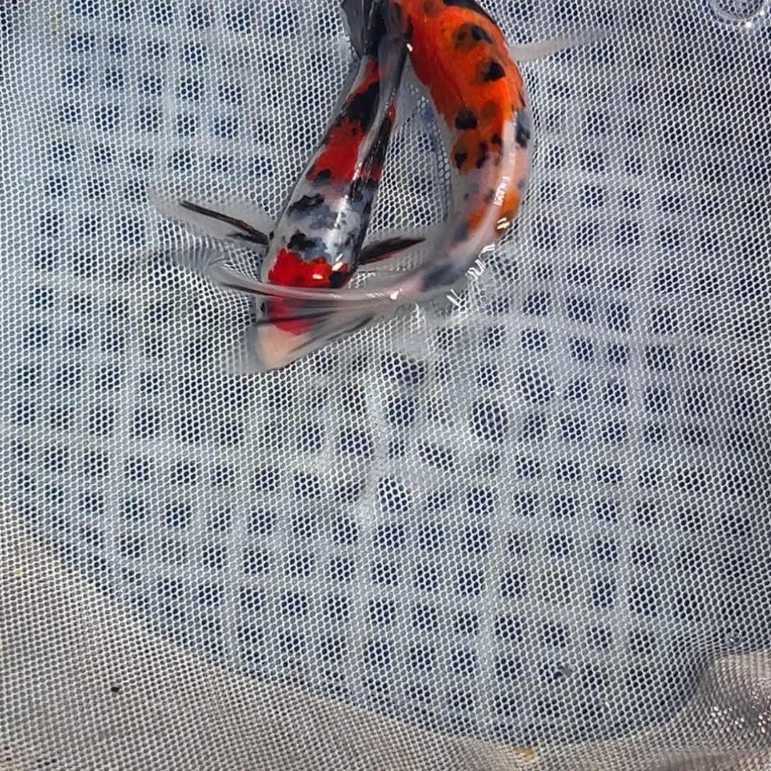 锦鲤锦鲤观赏鱼1111