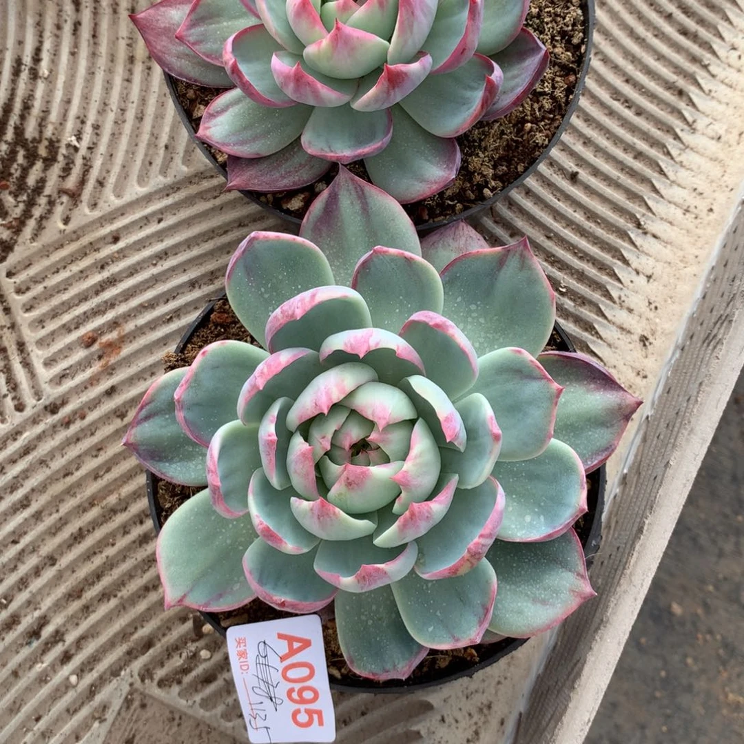 .***。惊鸿单头多肉植物