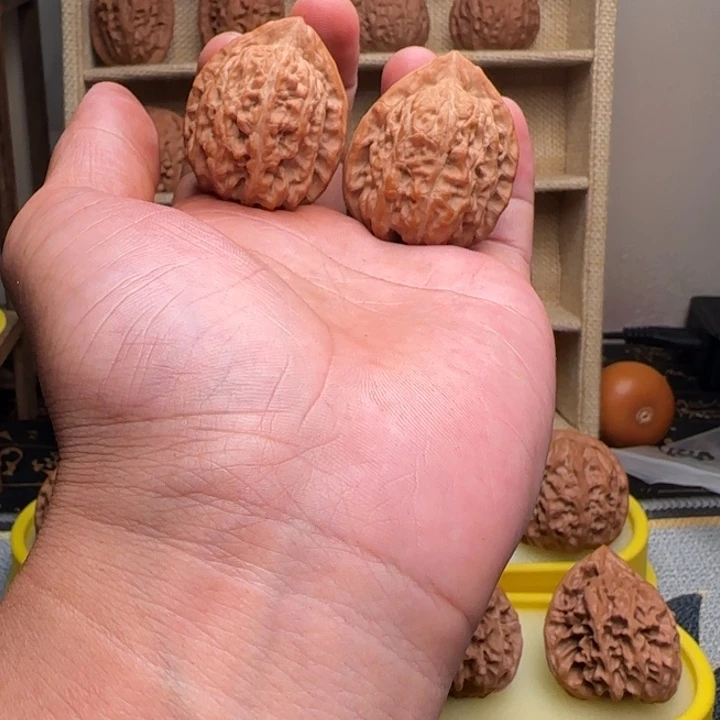 核桃正尖赤龙