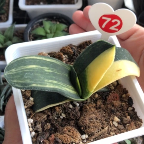 蜗牛锦带盆发货哈哈哈哈