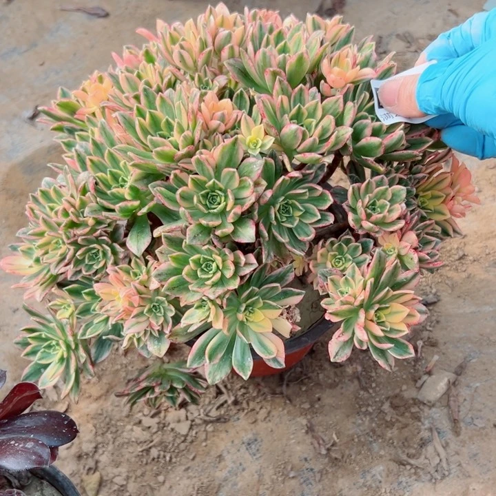 342甜茶多肉植物