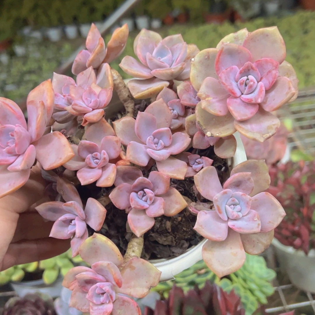 彩虹糖整装老桩多头