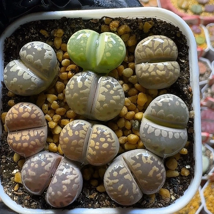 生石花1111222。   110