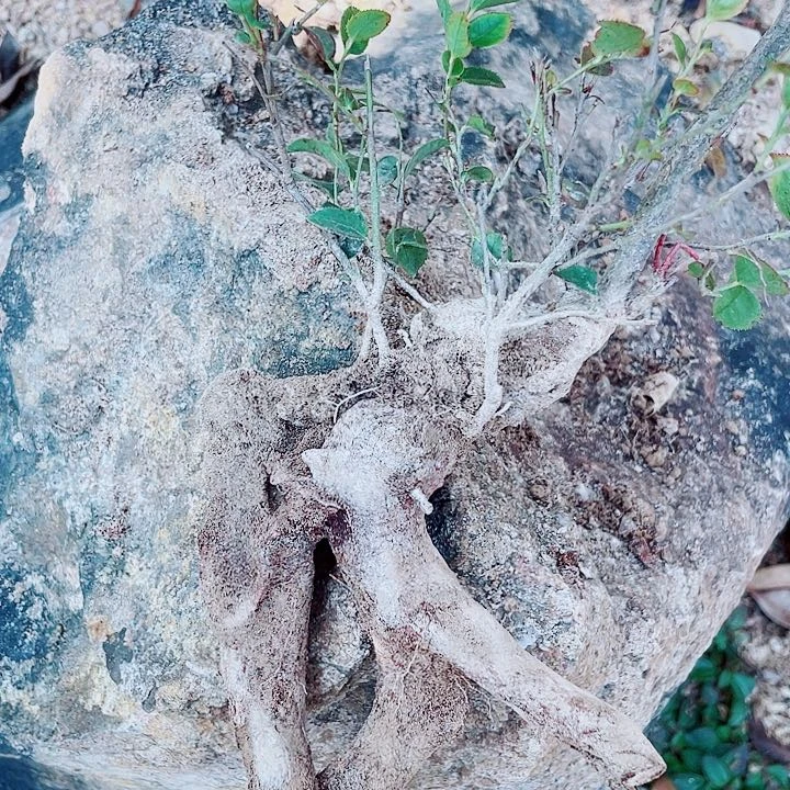 无花朵野蓝莓原生素材