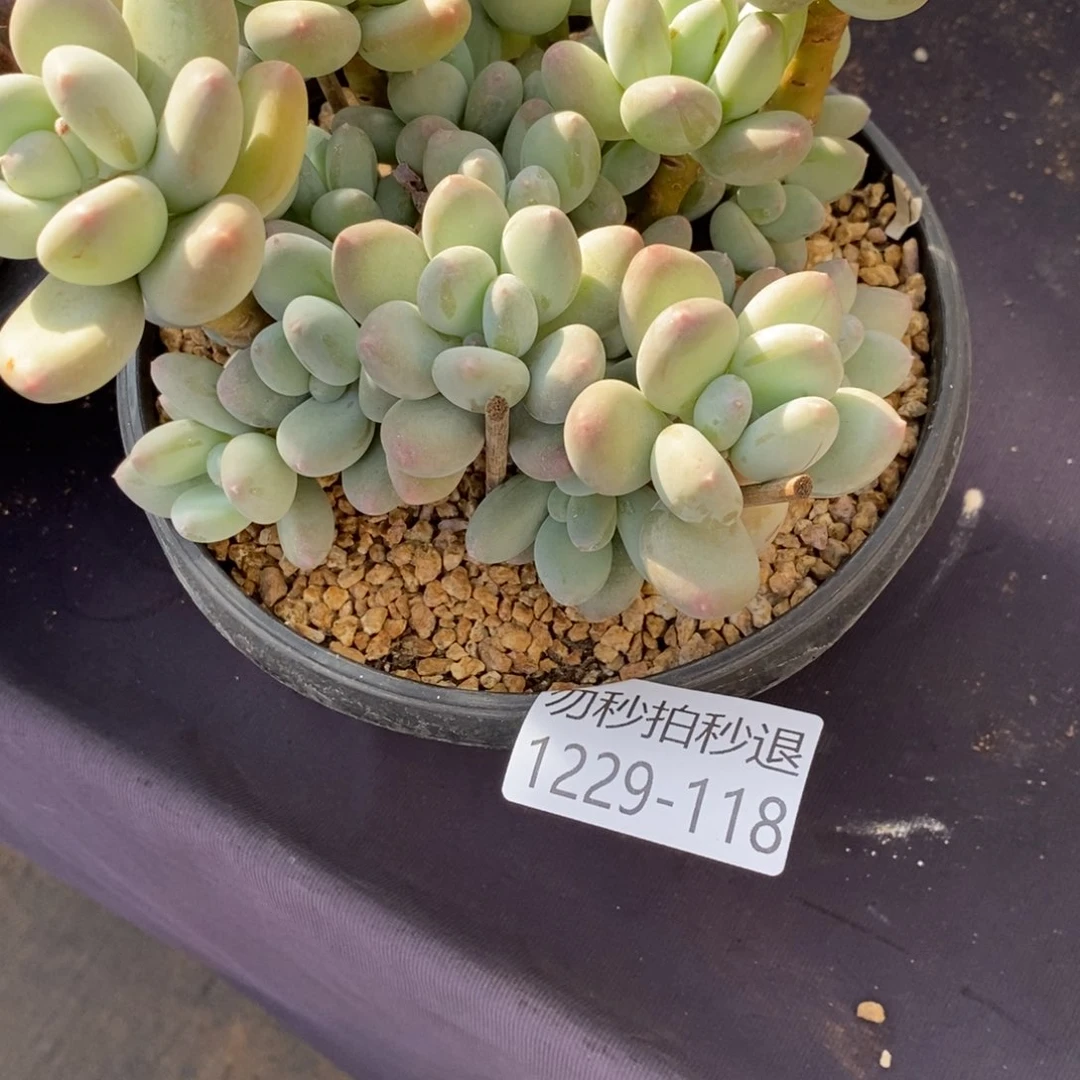 两单包邮1229-118玲珑