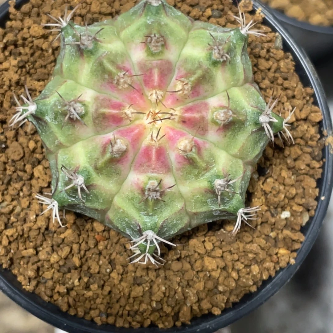 当前无花朵，栽培后可花朵包子粉轮回