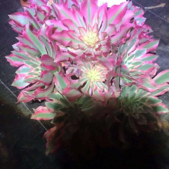 招*喵多肉植物女巫983