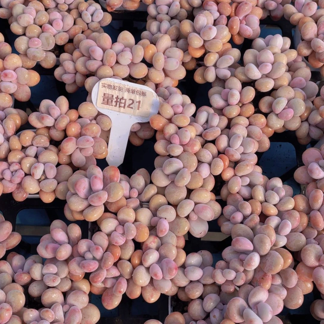 量拍21号丸叶粉桃蛋组合八头起