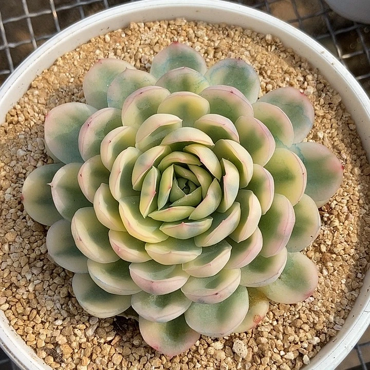 草莓冰锦多肉植物