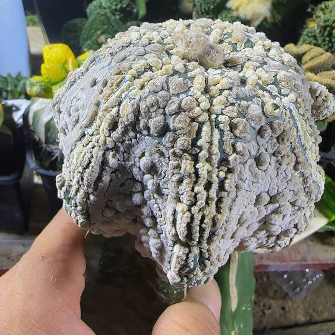 海星浓白兜263仙人球