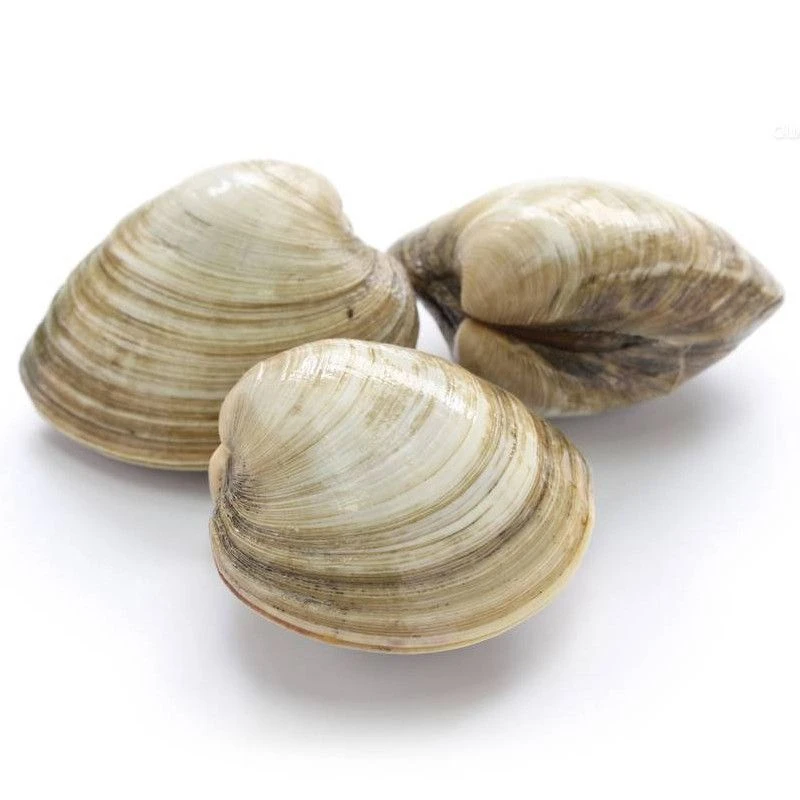 【贝类】鲜活美贝 无沙大蛤蜊 包活到家