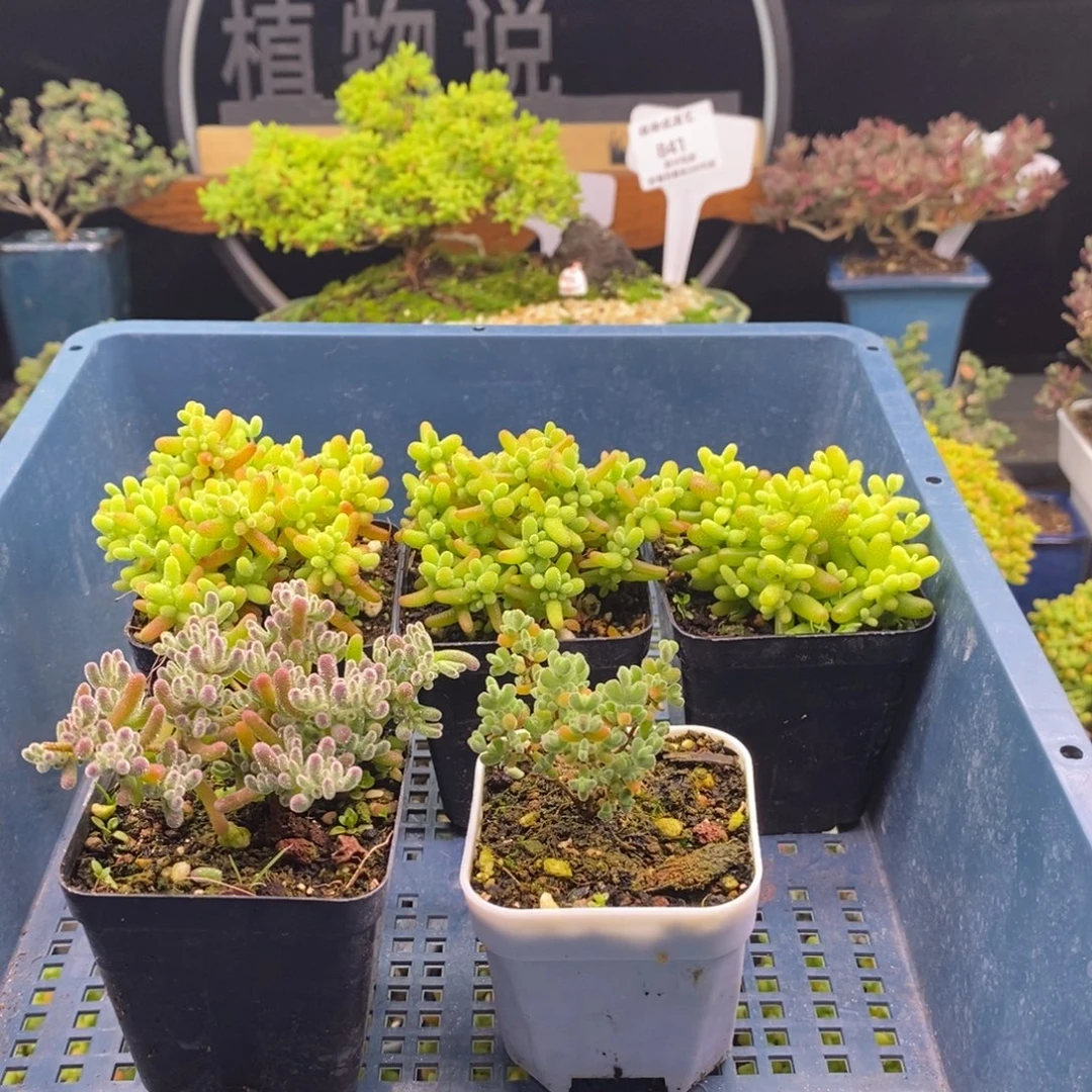 传***下965五颗福利。