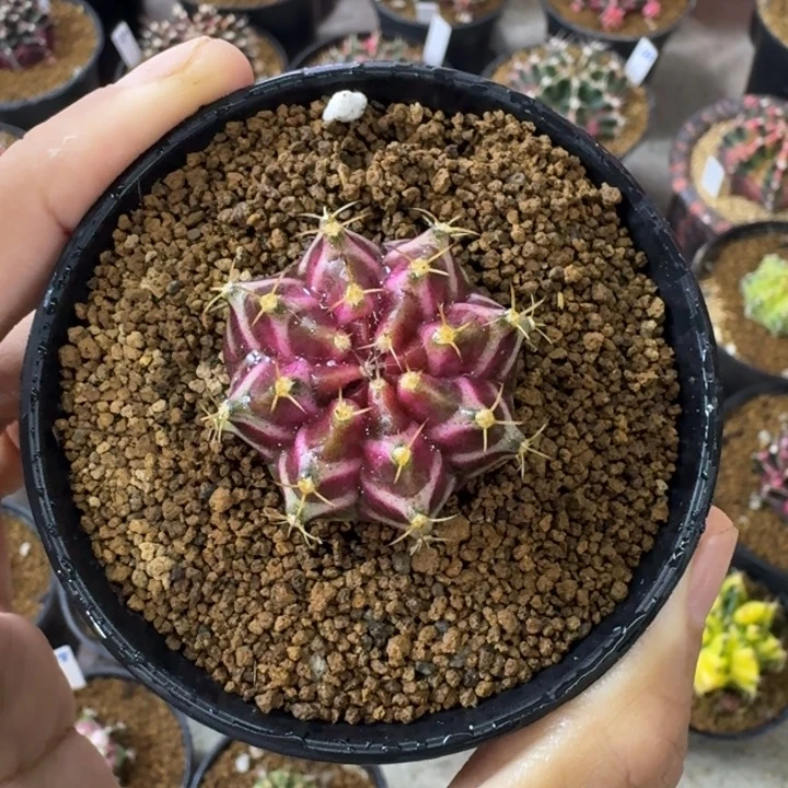 轮回米哈锦福利漏