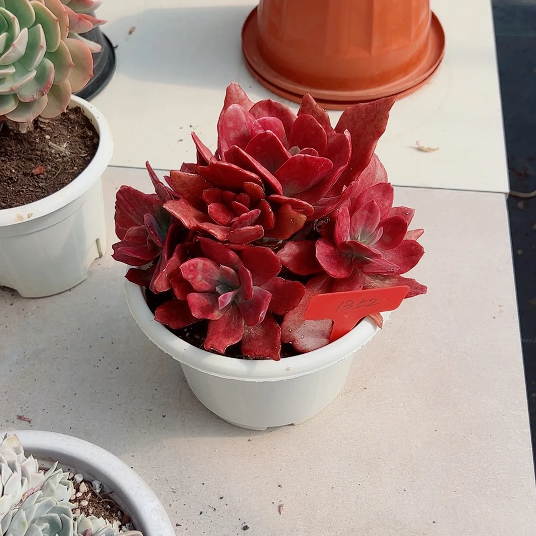 风***雪1352砖石锦多肉植物