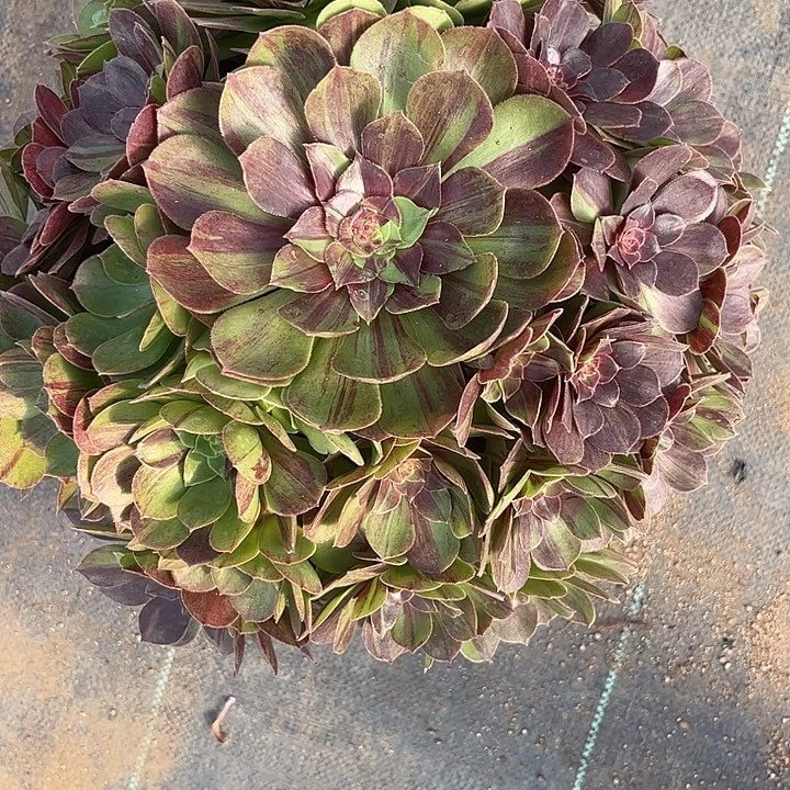 多肉植物花月夜锦…………