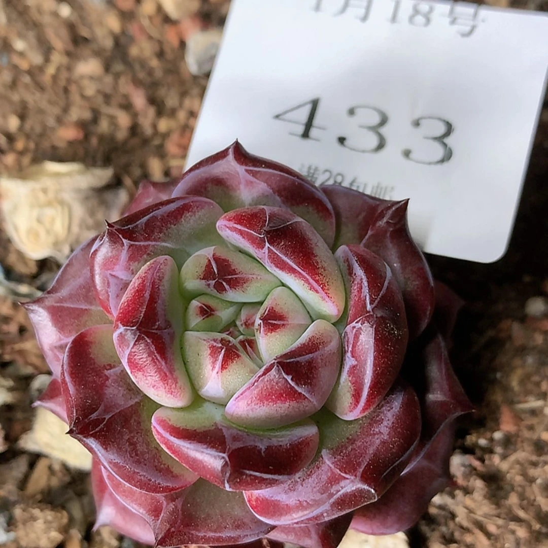 【闪购商品】云433