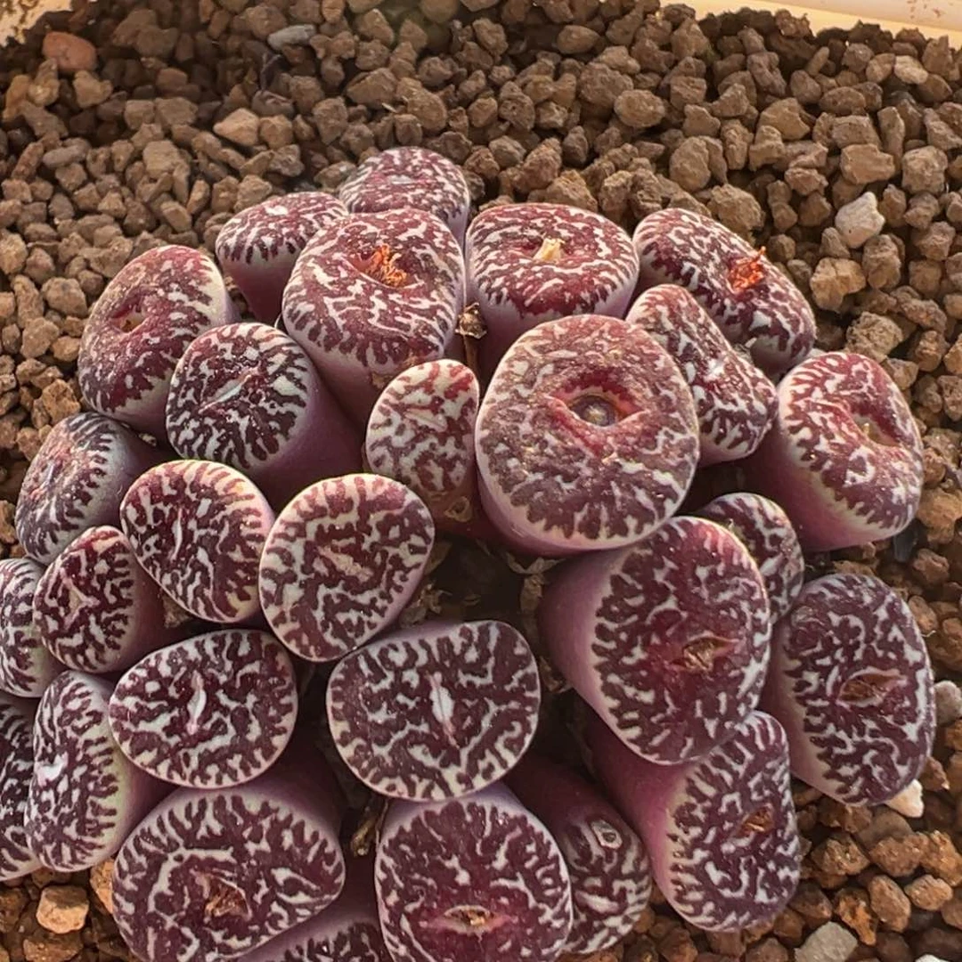 121多肉植物百科植物