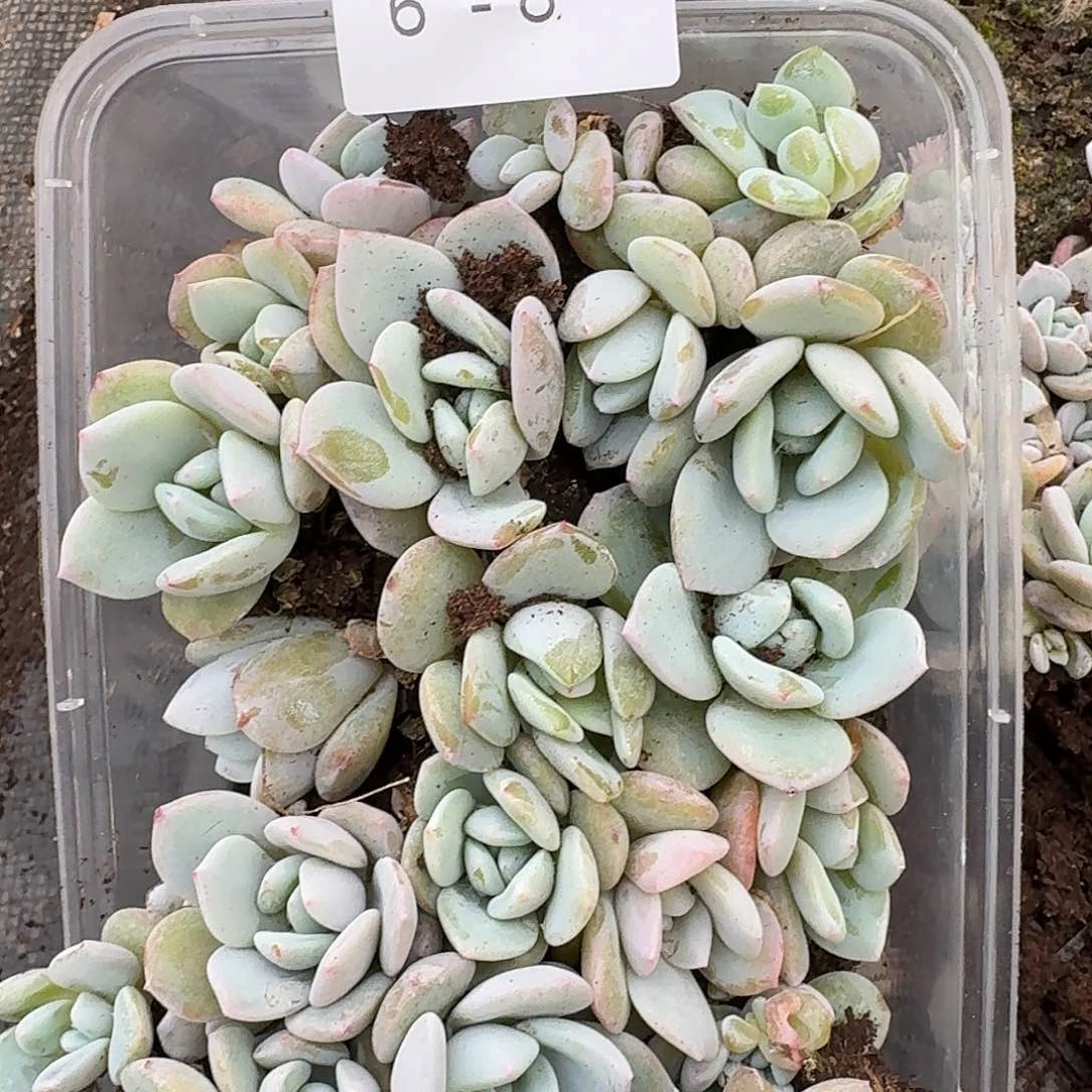 奶盖切糕一物一拍6-8