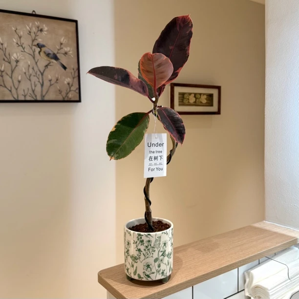 造型花叶金刚橡皮树盆栽盆景室内客厅办公室前台桌面绿色花卉绿植