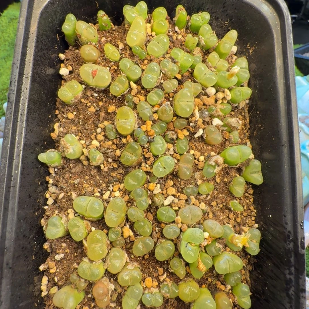 阿***'多肉植物福利冲1210