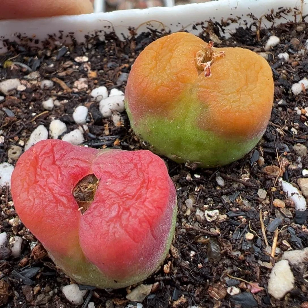 3.3好看的多肉脱土发货351